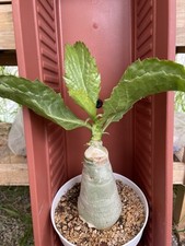 Cyphostemma juttae wild for sale  Gilroy