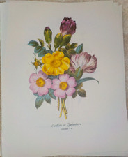 Vintage redoute print for sale  Mayer