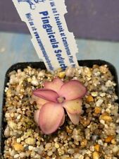 Pinguicula seductora for sale  UK