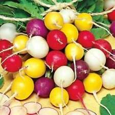 Crayon colors radish for sale  Deltona