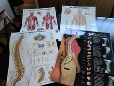 Muscular system vertebral for sale  Newburgh
