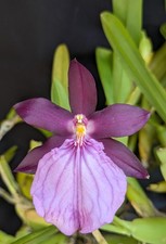 Specimen alert exquisite for sale  Miami Beach