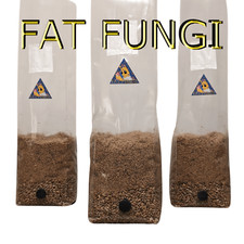 Gourmet mushroom grow for sale  SMETHWICK
