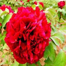 Exotic rare peony for sale  Goldsboro