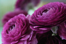 20x ranunculus asiaticus for sale  CRAWLEY
