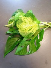 Manjula pothos swiss for sale  Fort Lauderdale