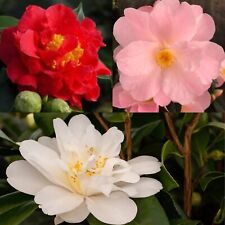 Camellia litre collection for sale  YORK