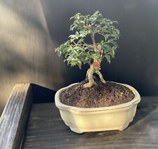 Shohin dwarf cherry for sale  Miami