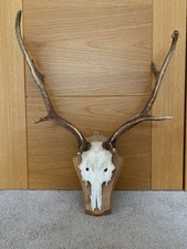 Large mounted deer for sale  CHESHAM