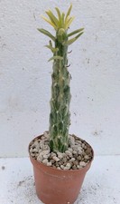 Opuntia subulata variegated usato  Lecce