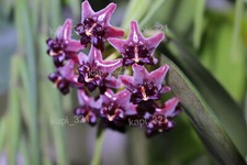 Hoya lobbii black gebraucht kaufen  Lübbenau/Spreewald