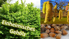 Haselnuß corylus avellana gebraucht kaufen  Saterland