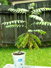 Curry leaf plant for sale  Houston