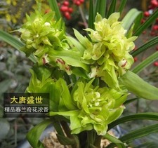 plant starts plant clones for sale plant starts plant clones for sale Morrisville