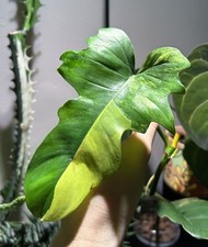 beautiful houseplant for sale beautiful houseplant for sale Canonsburg