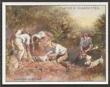 badger digging for sale badger digging for sale COLNE