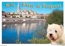 Animals dogs maltese d'occasion  Expédié en Belgium