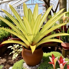 Aechmea blanchetiana goldmine for sale  San Juan