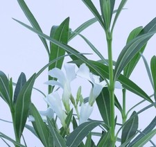 White oleander sister for sale  Rocklin