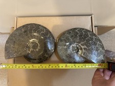 Large polished ammonite for sale  LONDON