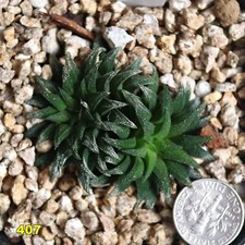 Haworthia parksiana for sale  Pacoima