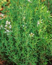 1000 common thyme for sale  El Monte