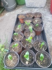 kaffir lime tree seedling for sale kaffir lime tree seedling for sale White Haven