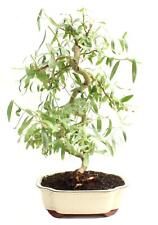 Bonsai dwarf japanese for sale  Russell