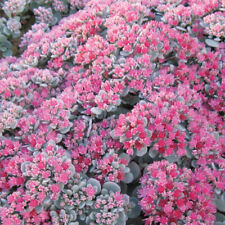 Sedum robustum medium for sale  LLANDYSUL