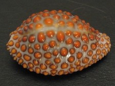 Famous...jenneria pustulata 21 for sale  Lakeland