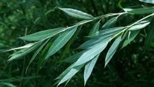 White willow tree for sale  Republic