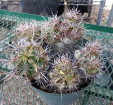Ferocactus robustus robust for sale  North Las Vegas