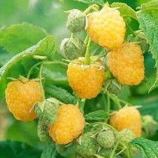 Raspberry plants anne for sale  Staten Island
