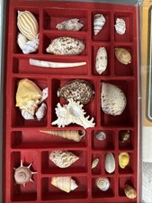 Conchiglie collezione agostini usato  Novara