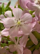 Seifenkraut saponaria fficinal gebraucht kaufen  Theres