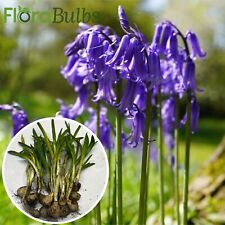 Bluebell bulbs hyacinthoides for sale  WISBECH