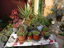 Grand lot boutures d'occasion  Saint-Cyprien