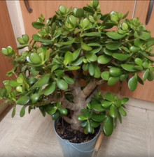 Crassula ovata jade for sale  SLOUGH