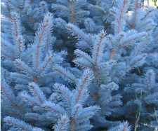 ABETO AZUL  Picea  pugens glauca  30 Semillas  - Seeds Samen Graines comprar usado  Enviando para Brazil