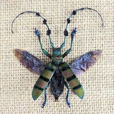 Thysia wallichi tricinta for sale  Chattanooga
