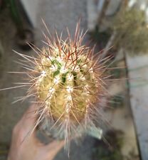 echinocereus usato  Civitanova Marche