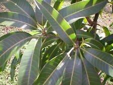 Mango cuttings scions for sale  Tampa