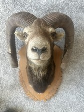Trophäe muffel widder gebraucht kaufen  Rudolstadt