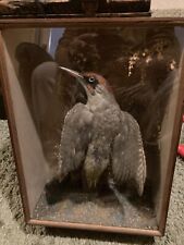 Taxidermy wooden cased for sale  SHEERNESS