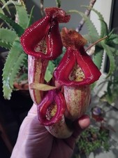 Nepenthes female rokko d'occasion  Héricy