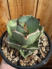 Agave oteroi titanota for sale  Fremont