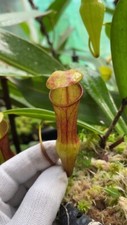 Nepenthes species pervillei for sale  Eugene