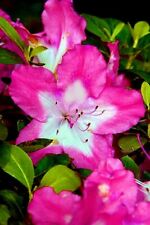 Vibrant azalea rhododendron for sale  Mobile