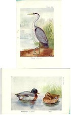 Stampa antica uccelli usato  Lecco