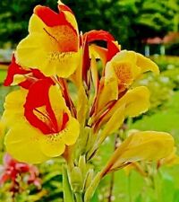 Cleopatra canna lily d'occasion  Expédié en Belgium